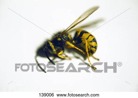 Stock Photograph - Close up of a bee. Fotosearch