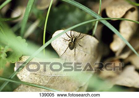 Close up of a spider on a dry leaf View Large Photo Image Stock Photography - Close up of a spider on a dry leaf. Fotosearch