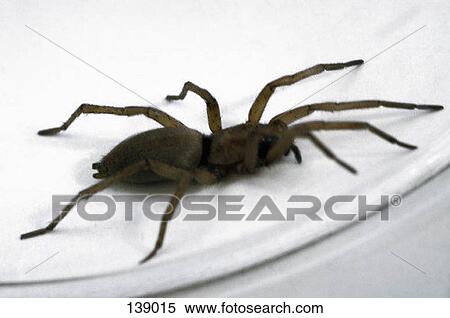 Close up of a spider on a white surface View Large Photo Image Stock Photography - Close up of a spider on a white surface. Fotosearch
