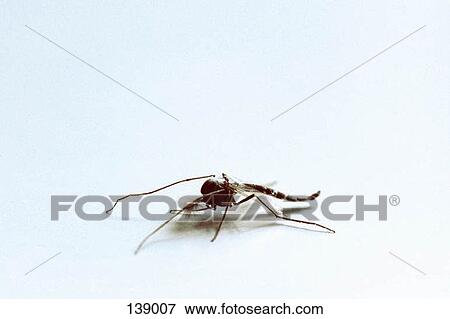 Close up of a two winged insect View Large Photo Image Stock Photo - Close up of a two winged insect. Fotosearch