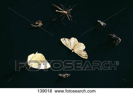 Seven different insects against a black background View Large Photo Image Stock Photo - Seven different insects against a black background. Fotosearch