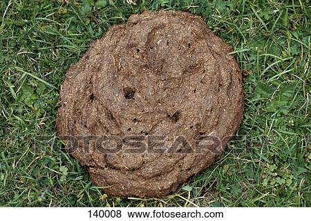 High angle view of cow dung in the grass View Large Photo Image Stock Photo - High angle view of cow dung in the grass. Fotosearch