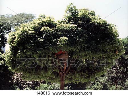 A boy climbing a tree on a sunny day View Large Photo Image Stock Photograph - A boy climbing a tree on a sunny day. Fotosearch