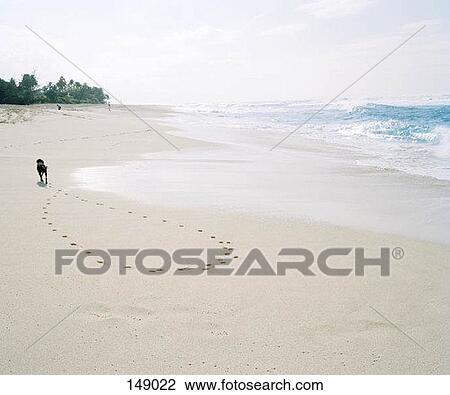 A dog on a beach View Large Photo Image Stock Image - A dog on a beach. Fotosearch
