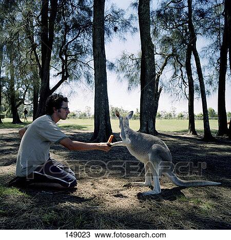 A man giving a kangaroo a carrot View Large Photo Image Stock Image - A man giving a kangaroo a carrot. Fotosearch