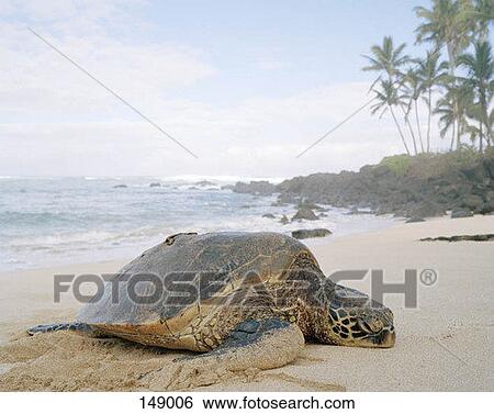A tortoise lying on a beach View Large Photo Image Stock Photograph - A tortoise lying on a beach. Fotosearch