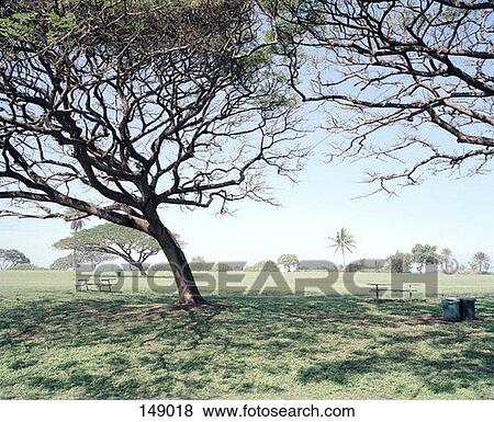 Stock Photo - An enormous tree. Fotosearch
