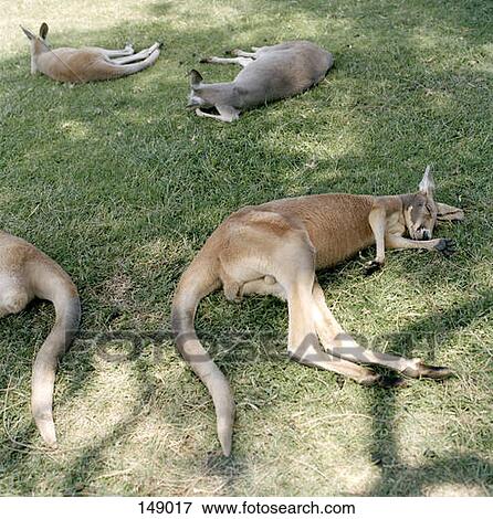 Four kangaroos lying on the ground View Large Photo Image Stock Photo - Four kangaroos lying on the ground. Fotosearch