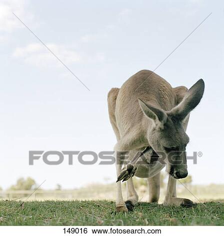 Stock Photograph - Front view of a kangaroo with a baby kangaroo in her pouch. Fotosearch