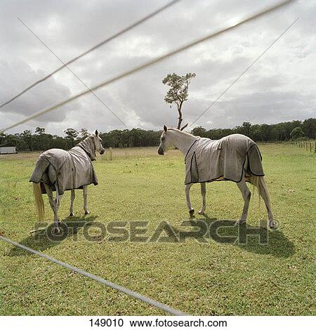 Stock Image - Two horses in a field. Fotosearch