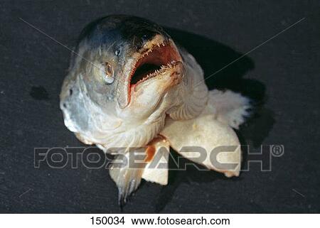 上からの光景 の A 死んだ魚 で 開いている口 ピクチャー Fotosearch