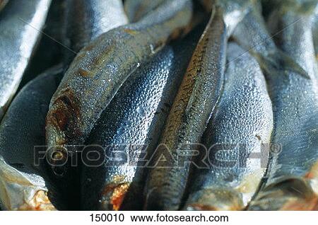 Close up of a group of fish View Large Photo Image Stock Image - Close up of a group of fish. Fotosearch