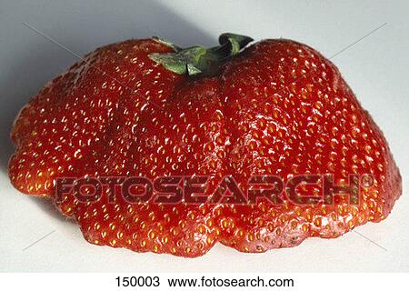 Close up of a large, deformed strawberry View Large Photo Image Stock Image - Close up of a large, deformed strawberry. Fotosearch