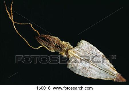 Stock Photograph - Close up of a squid. Fotosearch