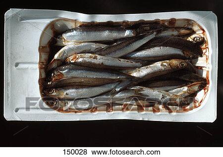 Close up of fish in a container View Large Photo Image Stock Photo - Close up of fish in a container. Fotosearch