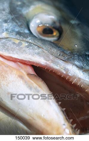 Close up of the mouth and eye of a dead fish View Large Photo Image Stock Photo - Close up of the mouth and eye of a dead fish. Fotosearch