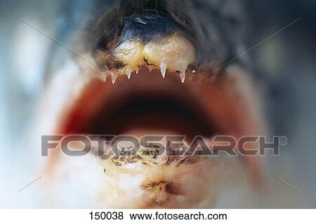 Stock Photo - Close up of the mouth of a dead fish. Fotosearch
