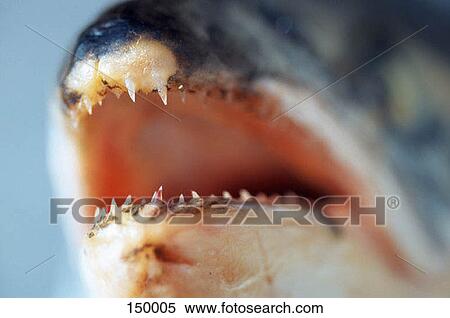 Close up of the mouth of a fish View Large Photo Image Stock Photography - Close up of the mouth of a fish. Fotosearch