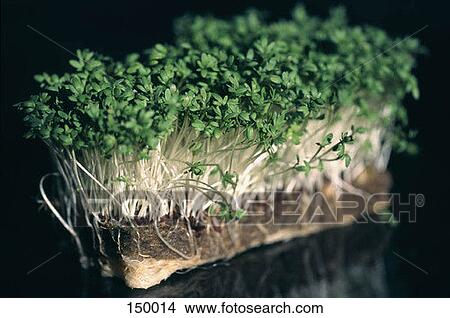 Side view of watercress View Large Photo Image Picture - Side view of watercress. Fotosearch