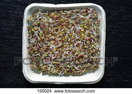 Sprouts in a white tray View Large Photo Image Picture - Sprouts in a white tray. Fotosearch