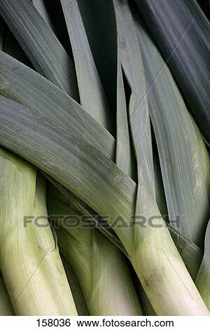 Close up of leeks View Large Photo Image Stock Photograph - Close up of leeks. Fotosearch