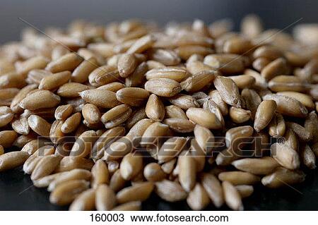Barley View Large Photo Image Stock Image - Barley. Fotosearch
