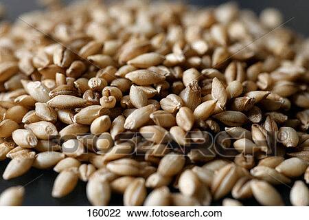 Barley View Large Photo Image Stock Image - Barley. Fotosearch