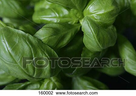 Stock Image - Basil Leaves. Fotosearch
