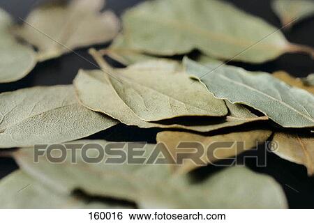 Bay leaves View Large Photo Image Stock Photograph - Bay leaves. Fotosearch