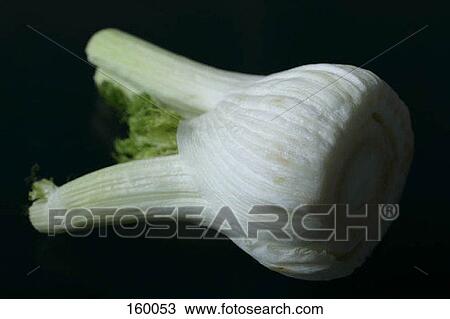 Fennel View Large Photo Image Stock Image - Fennel. Fotosearch