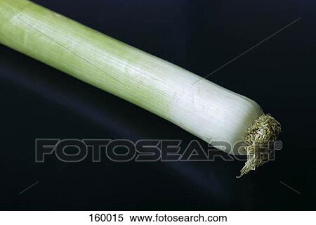 Leek View Large Photo Image Stock Photography - Leek. Fotosearch