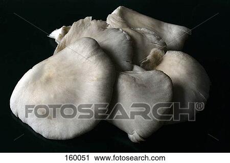 Stock Image - Mushrooms. Fotosearch