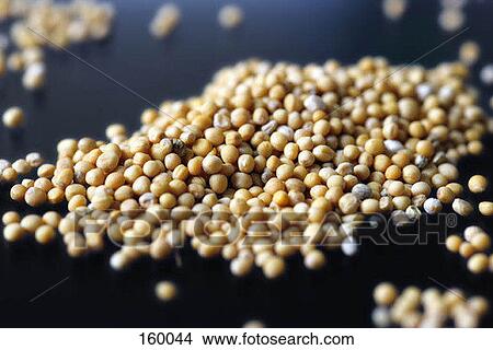 Picture - Mustard seeds. Fotosearch