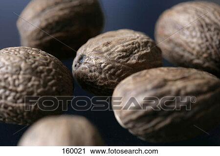 Nutmeg View Large Photo Image Stock Image - Nutmeg. Fotosearch