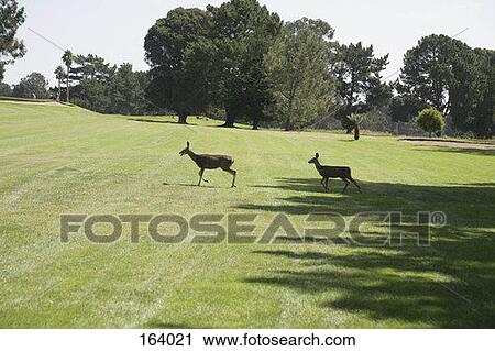 Side view of two deer running across a golf course fairway View Large Photo Image Stock Image - Side view of two deer running across a golf course fairway. Fotosearch