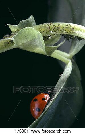 Stock Image - A ladybug on a leaf. Fotosearch
