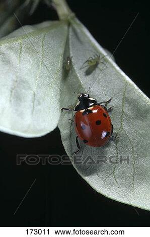 Stock Image - A ladybug on a leaf. Fotosearch