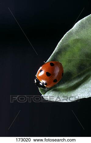 A ladybug on a leaf View Large Photo Image Stock Image - A ladybug on a leaf. Fotosearch