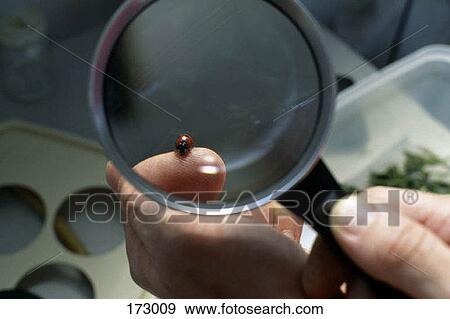 A ladybug under a magnifying glass View Large Photo Image Stock Photo - A ladybug under a magnifying glass. Fotosearch
