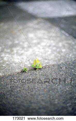 A weed growing through a sidewalk View Large Photo Image Stock Image - A weed growing through a sidewalk. Fotosearch