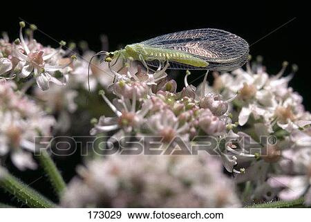 Stock Photo - Green Lacewing (Chrysoperla rufilabris) on pink flowers. Fotosearch