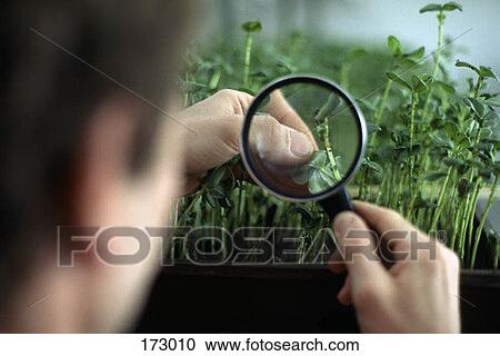 Small Bugs On A Leaf Under Magnifying Glass Stock Image 173010 Fotosearch - Bug Under Magnifying Glass Small Bugs On A Leaf Under Magnifying Glass Stock Image 173010 Fotosearch - Bug Under Magnifying Glass