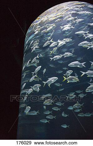 A large number of fish in an aquarium View Large Photo Image Stock Photo - A large number of fish in an aquarium. Fotosearch
