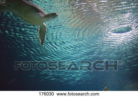 A sea turtle in an aquarium View Large Photo Image Stock Image - A sea turtle in an aquarium. Fotosearch