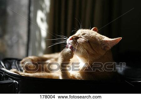 A cat licking its paw View Large Photo Image Picture - A cat licking its paw. Fotosearch