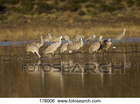 A group of Sandhill Cranes standing in a lake View Large Photo Image Stock Photograph - A group of Sandhill Cranes standing in a lake. Fotosearch