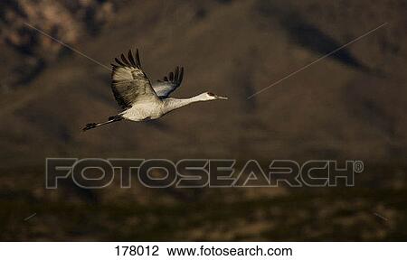 A Sandhill Crane in flight View Large Photo Image Stock Image - A Sandhill Crane in flight. Fotosearch