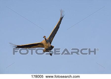 A Sandhill Crane in flight View Large Photo Image Stock Photography - A Sandhill Crane in flight. Fotosearch