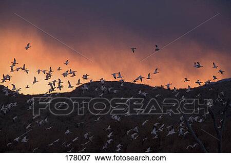 Snow geese (Chens caerulescens) flying at sunset View Large Photo Image Stock Photo - Snow geese (Chens caerulescens) flying at sunset. Fotosearch
