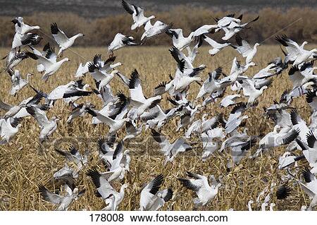 Snow geese (Chens caerulescens) in their feeding grounds View Large Photo Image Stock Photo - Snow geese (Chens caerulescens) in their feeding grounds. Fotosearch